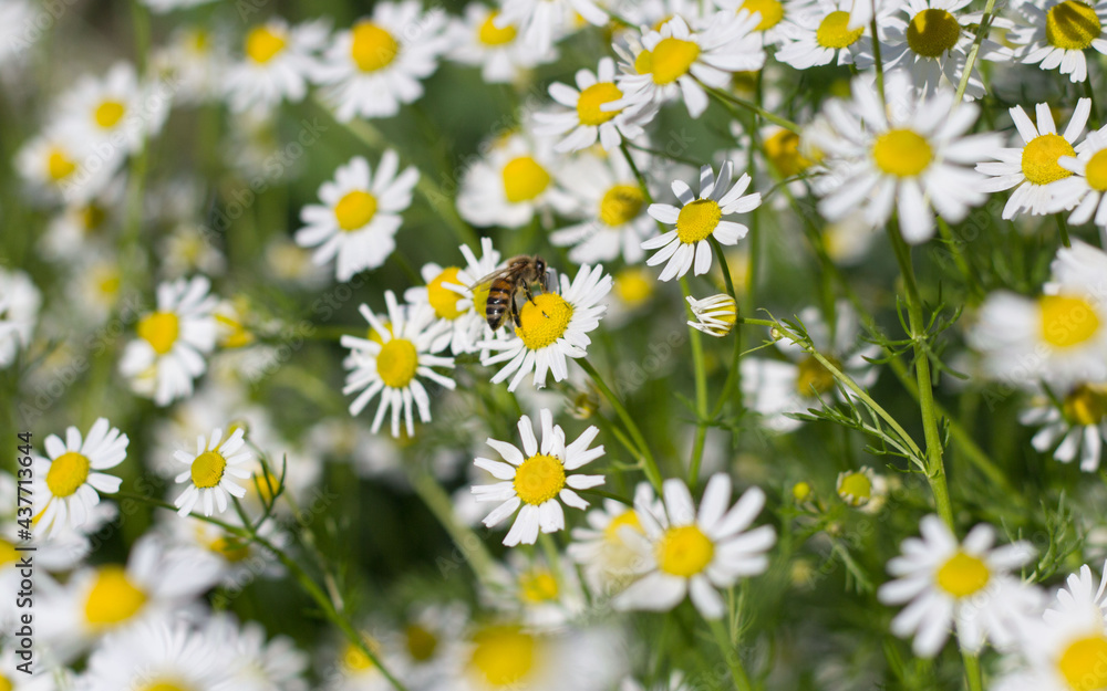 Fototapeta premium daisies in a field