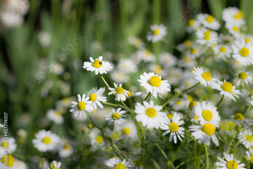 Chamomile, daisy, insects