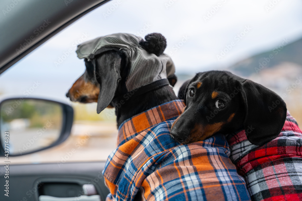Two cute dachshunds wearing flannel plaid shirts in car in passenger seat are getting ready for journey. One dog has put its head sweetly on others shoulder and is looking back. - obrazy, fototapety, plakaty 