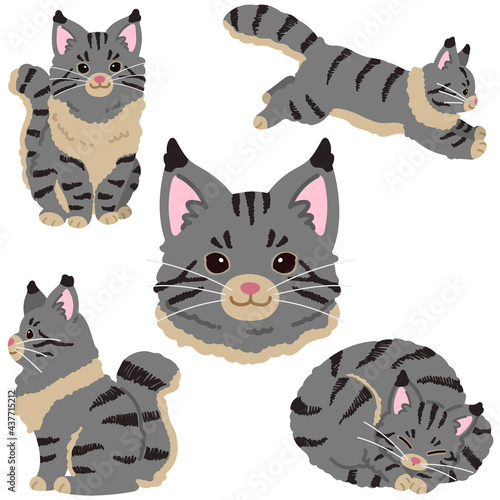 Set of simple and adorable Grey Maine Coon cat illustrations flat colored