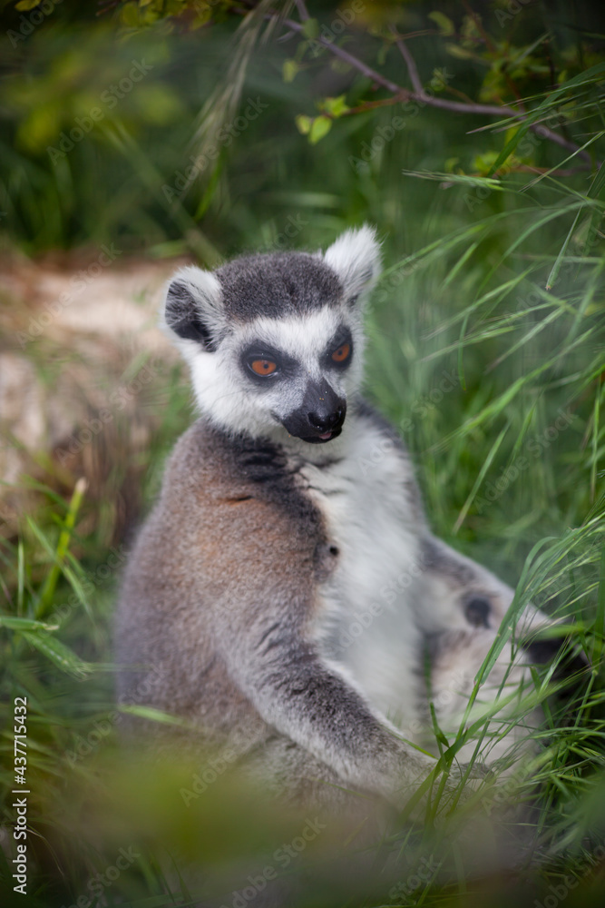 Ring-tailed lemur sitting on the grass Ring-tailed lemur sitting on the grass