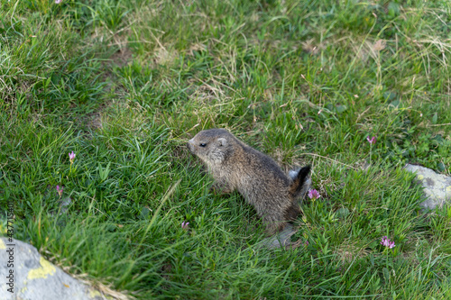 Wallpaper Mural closeup of a baby marmot in the swiss alps Torontodigital.ca