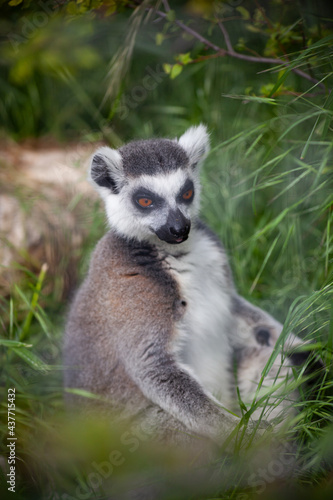 Ring-tailed lemur sitting on the grass