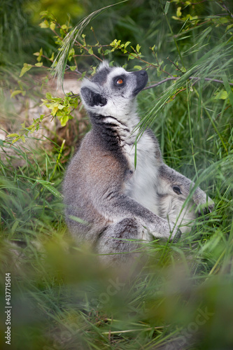 Ring-tailed lemur sitting on the grass © Шевчук Яна