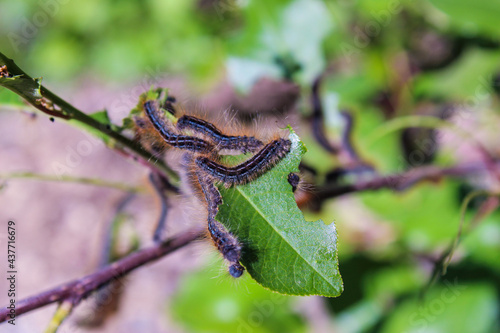 caterpillars on leaves
