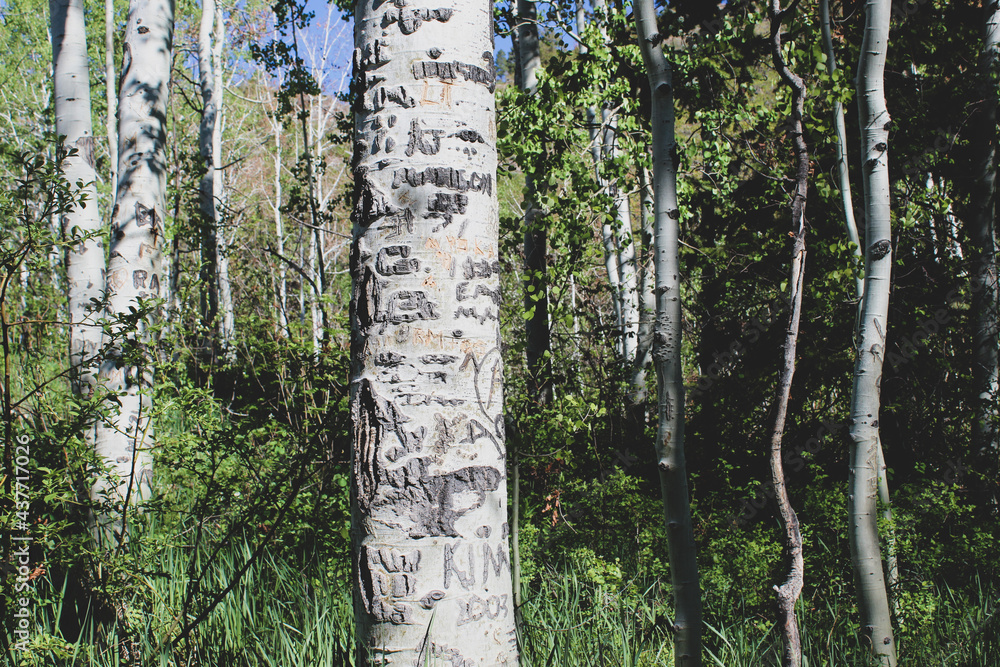 Fototapeta premium trees in forest