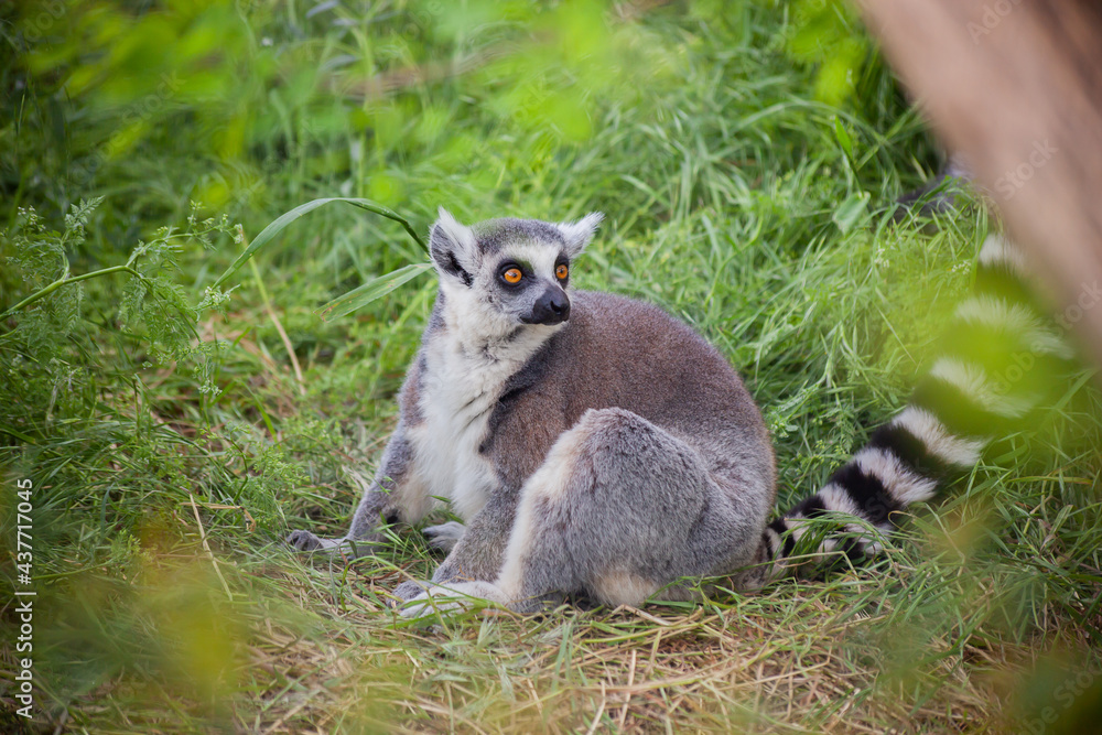 Fototapeta premium Ring-tailed lemur sitting on the grass