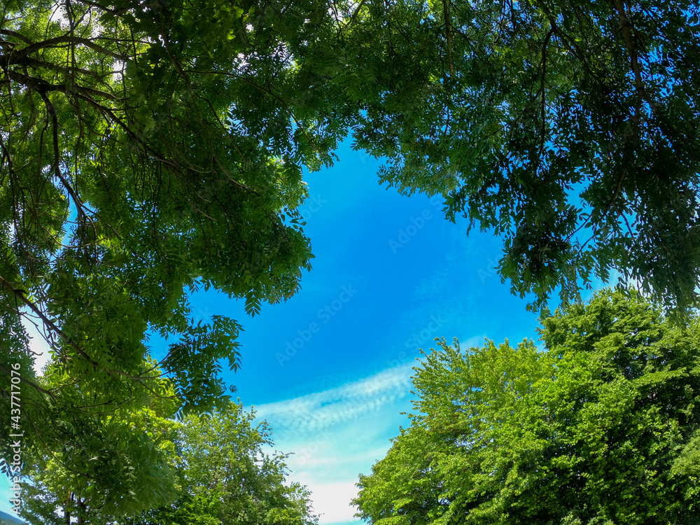 Fototapeta premium Super wide angle shots with action cam of forest and meadow in spring in daylight