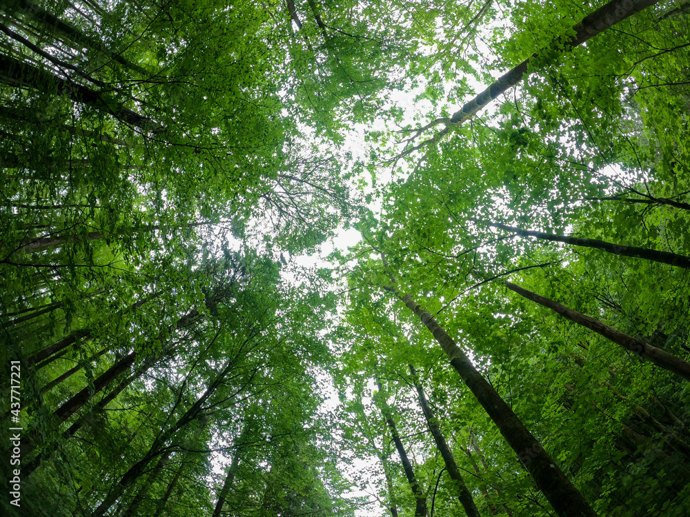 Fototapeta premium green forest background