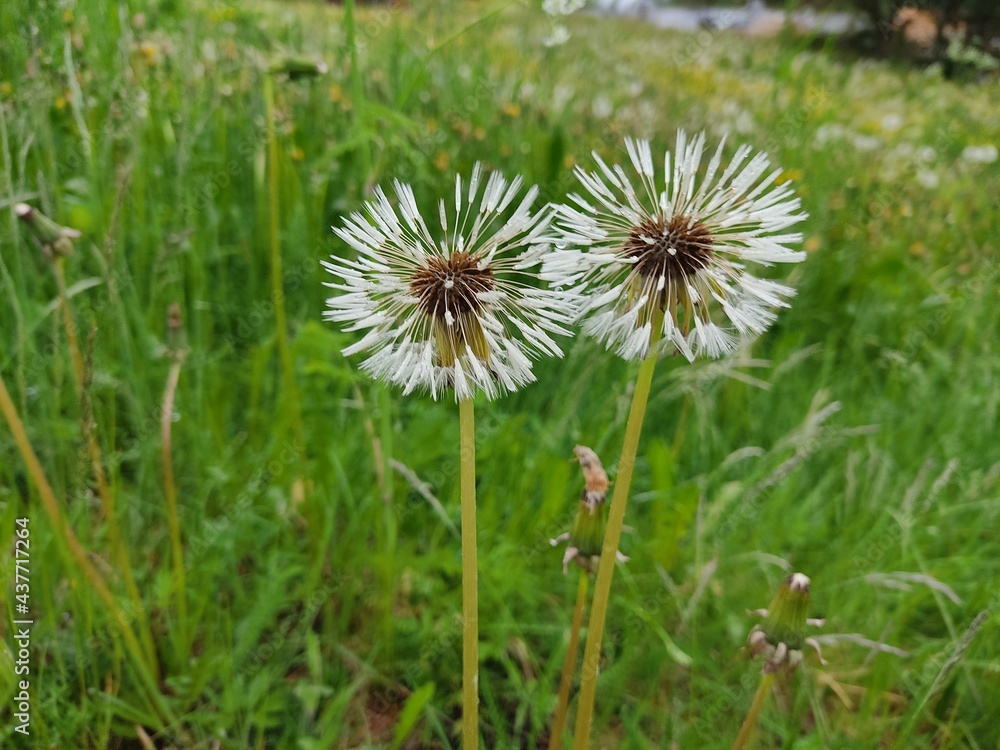 dandelion on grass dandelion on grass