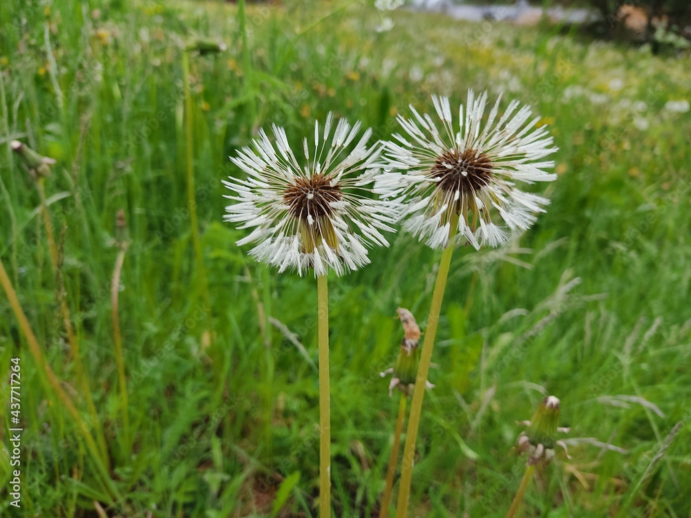 dandelion on grass