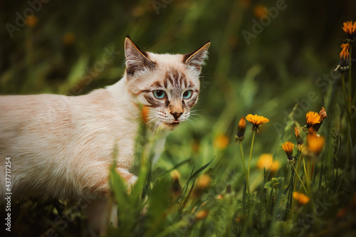 Cute tabby Thai kitten with blue eyes sneaks among the yellow dandelions and green grass and licks his lips. Nature in summer. A pet. Hunting.