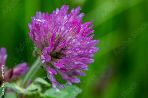 a blooming Centaurea jacea or also know as brownray knapweed with the dew drops still on the petals creating nice reflections of the scenery.