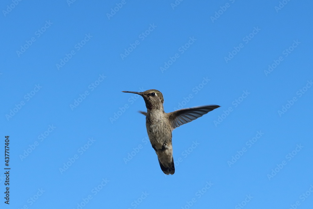 Obraz premium Hummingbird in Flight showing wing Positions and a Blue Sky Background