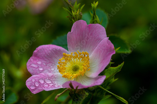 A wonderful pink and white flower with a yellow pistil showing its beauty with drops of dew on the petals