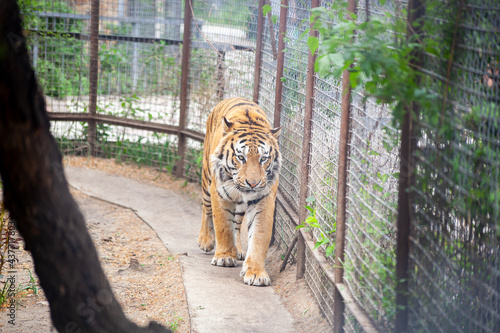 Amur tiger walks in its cage at the zoo