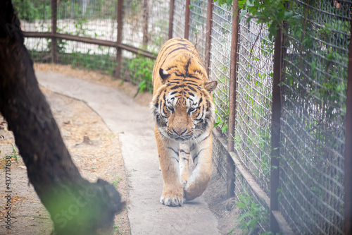 Amur tiger walks in its cage at the zoo 