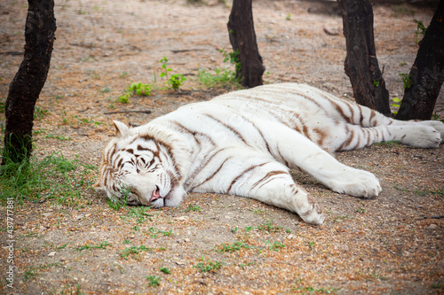 White tiger lies on the ground
