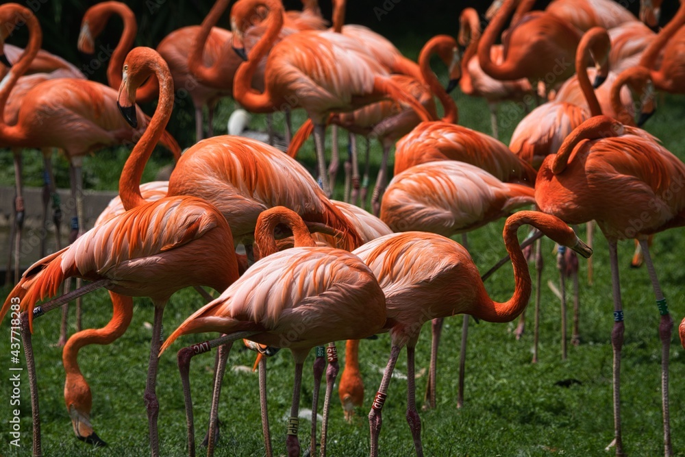 Flamingos Flamingos