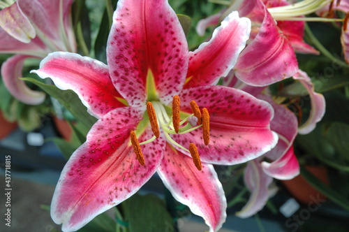 Closeup of a pink daylily with white edging