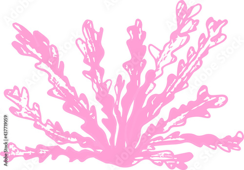Vector summer drawing pink seaweed corals the bottom of the sea