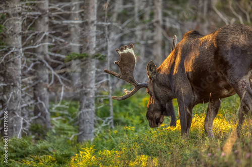 Bull Moose in the Cape Breton Highlands National Park, Nova Scotia. photo