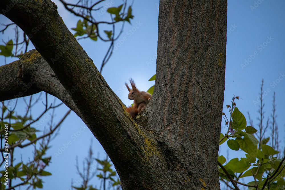 Fototapeta premium squirrel on tree