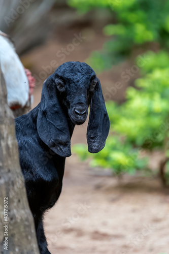 Portrait of a young black goat at the farm.