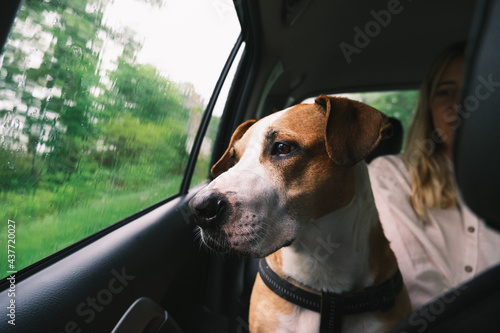 Dog in the car looking at the window, rainy weather © Photoboyko