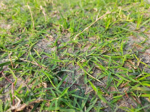 grass in soil.