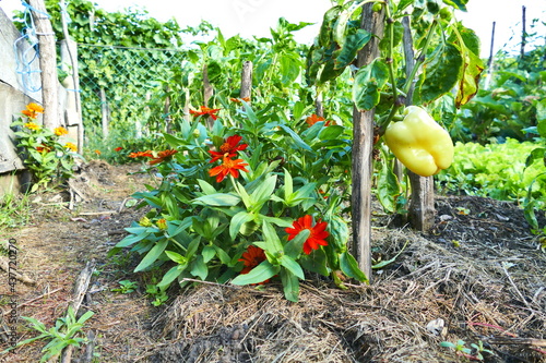 Yellow paprika growing in permaculture garden