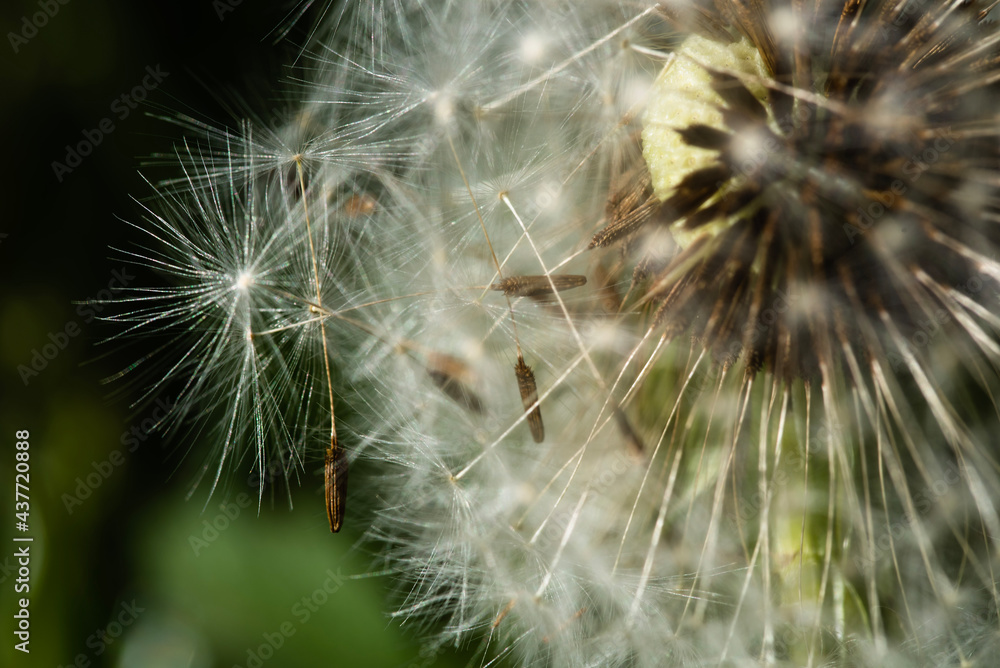 Fototapeta premium dandelion seed head