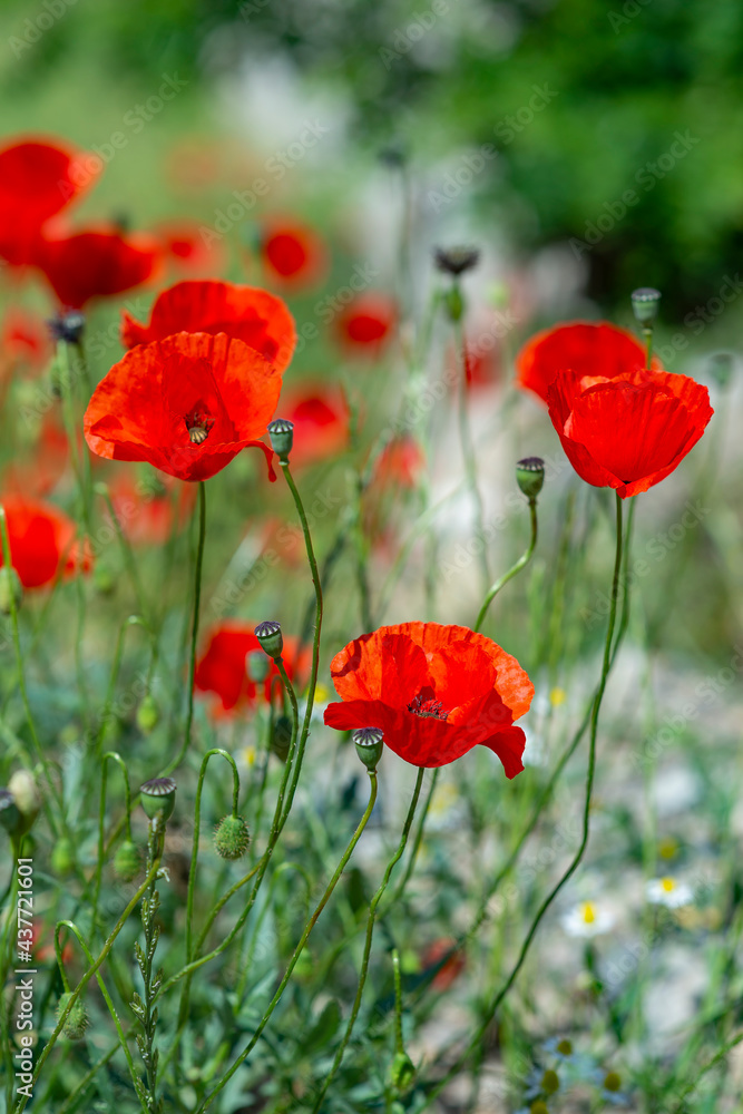 Naklejka premium Poppy flowers in a meadow