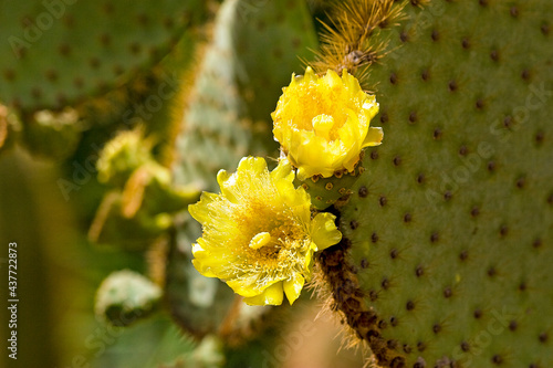 Kaktusblüte photo