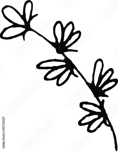 Plants and flowers are black and white.Summer flowers.Ink line  strokes  engraving  Silhouette of flowers. Field plants. Botany.Twigs leaves  flowers.