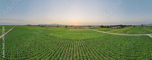 Fotografie Plantation tobacco grown in the farmland