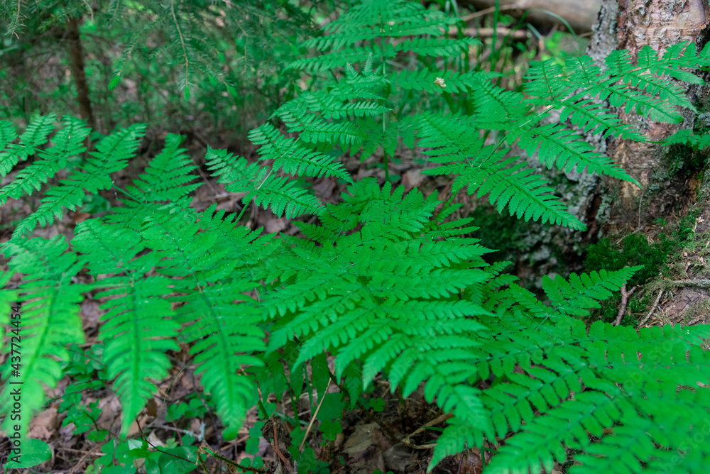 Go green. Green fern tree growing in summer. Fern with green leaves on natural background. Green is the color of spring and hope. Texture backdrop. Wild nature jungles forest. Go green. Green fern tree growing in summer. Fern with green leaves on natural background. Green is the color of spring and hope. Texture backdrop. Wild nature jungles forest.