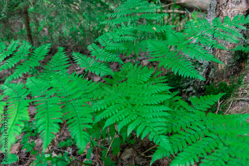 Go green. Green fern tree growing in summer. Fern with green leaves on natural background. Green is the color of spring and hope. Texture backdrop. Wild nature jungles forest.