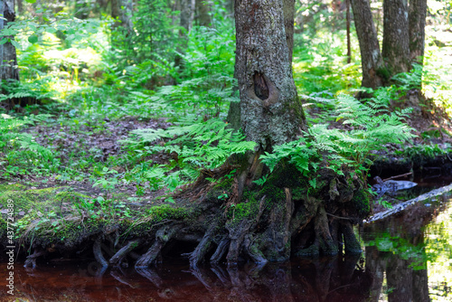Go green. Green fern tree growing in summer. Fern with green leaves on natural background. Green is the color of spring and hope. Texture backdrop. Wild nature jungles forest.