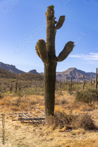 cactus in the desert © AGrandemange