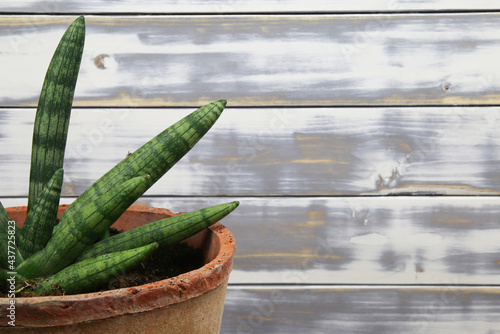 Closeup of succulent xerophytic plant with green cylyndrical leaves (dracaena sanseviera eilensis) in terracotta flower pot indoor, white wood planks wall background photo