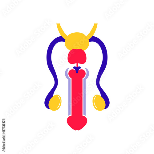Human body internal organs on white background, Educational anatomy. Male reproductive sex organ. Human organs illustration.