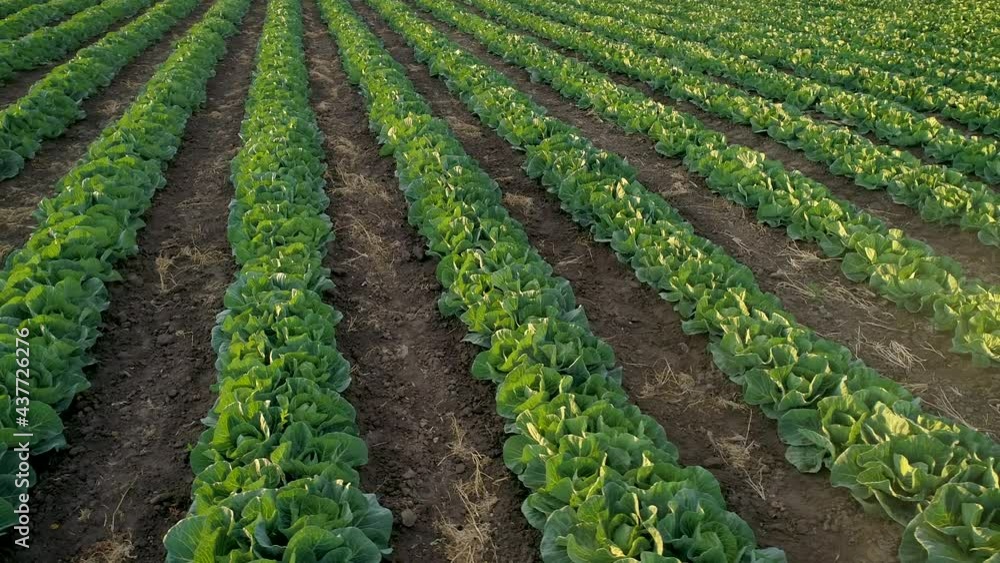 Aerial View Of Agriculture. Growing cabbage in the field. Shooting video from a drone Aerial View Of Agriculture. Growing cabbage in the field. Shooting video from a drone