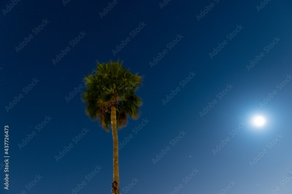 Obraz premium palm tree at night with stars