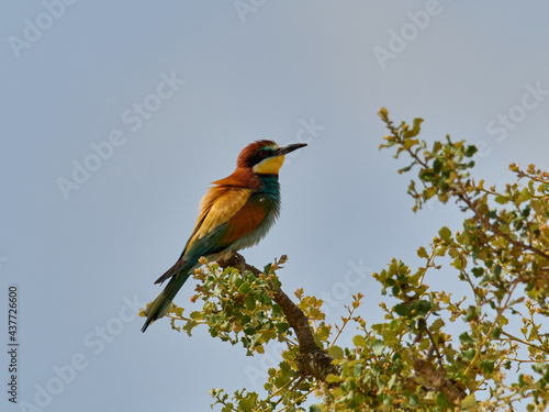 European bee-eater, Merops apiaster, near Xativa, Spain
