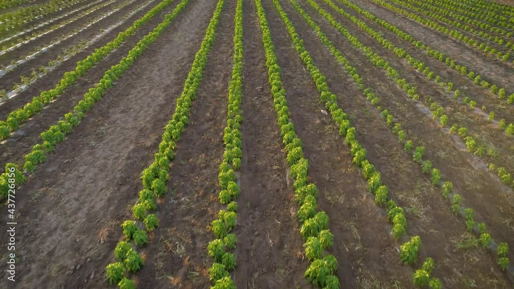 Aerial View Of Agriculture. Growing green peppers in the field. Shooting video from a drone, bird's eye view
Aerial View Of Agriculture. Growing green peppers in the field. Shooting video from a drone, bird's eye view