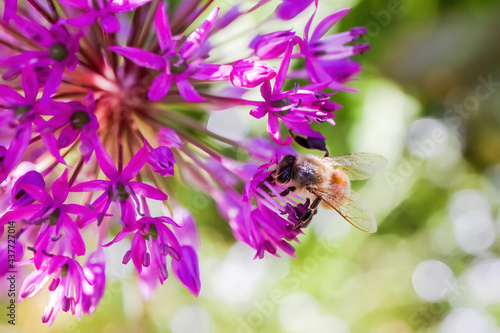 Macro closeup of pink purple persian onion (allium hollandicum) flower blossom with honey bee © Ralf