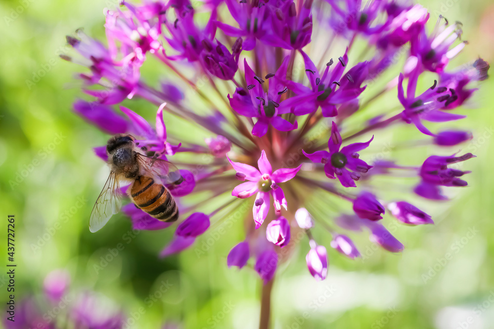 Macro closeup of pink purple persian onion (allium hollandicum) flower blossom with honey bee Macro closeup of pink purple persian onion (allium hollandicum) flower blossom with honey bee