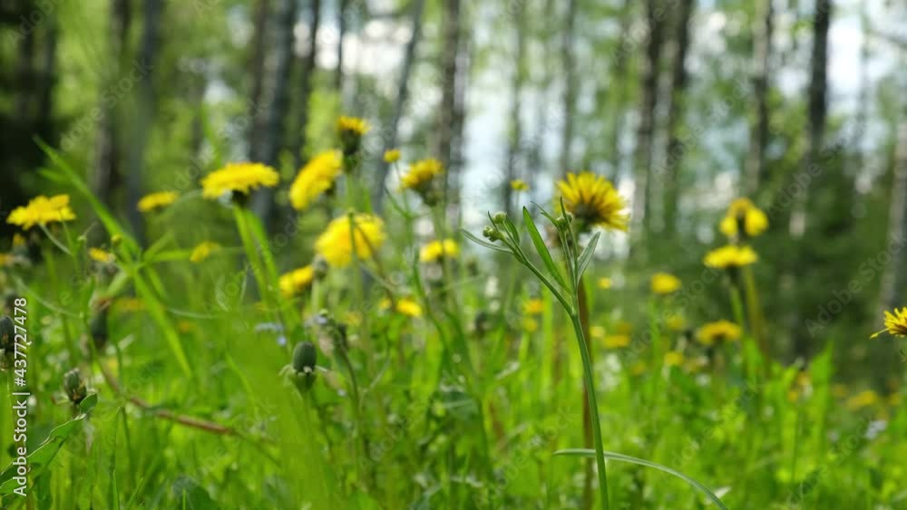 Dandelions in the field in the wind . Yellow dandelions. selective focus blurred background Dandelions in the field in the wind . Yellow dandelions. selective focus blurred background