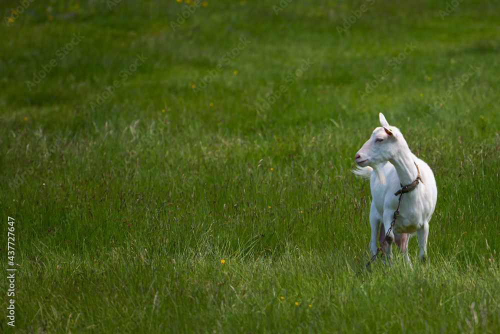 beautiful white goat connected to the chain on a sunny summer day grazing in a green dandelion meadow. beautiful white goat connected to the chain on a sunny summer day grazing in a green dandelion meadow.